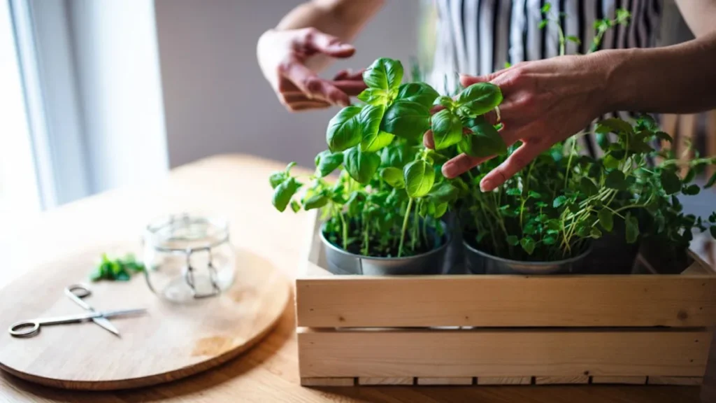 16 Medicinal Herbs to Grow Indoors and Use This Winter