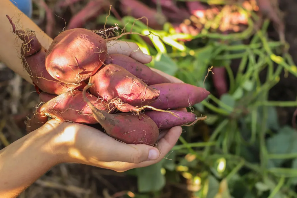 Why sweet potatoes are a year-round superfood to add to your diet – Redlands Daily Facts Why sweet potatoes are a year-round superfood to add to your diet – Redlands Daily Facts