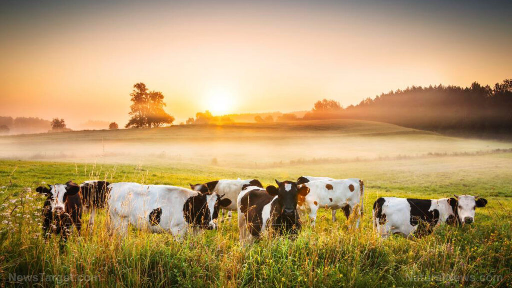 Woke methane policy causing mass cattle deaths, milk shortages – NaturalNews.com
